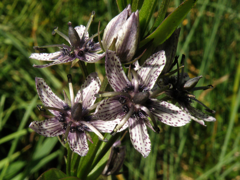 Swertia perennis L. - Genzianella stellata.